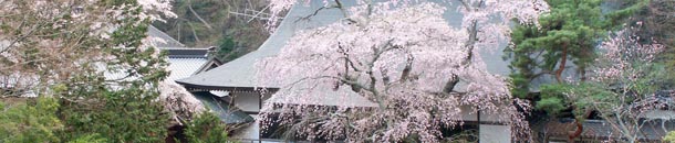 布引の桜